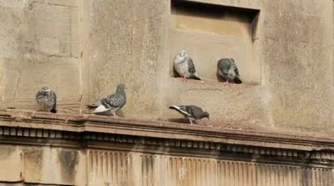 Pigeons Stock Footage 12229977