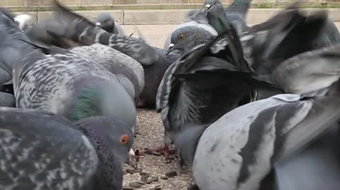 Pigeons Video stock 12250667