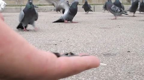Pigeons Vídeo Stock 12250677