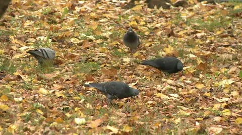 Pigeons Stock Footage 12430267