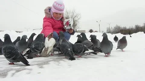 Pigeons Stock-Footage 12681933