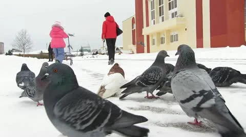 Pigeons Video stock 12681945