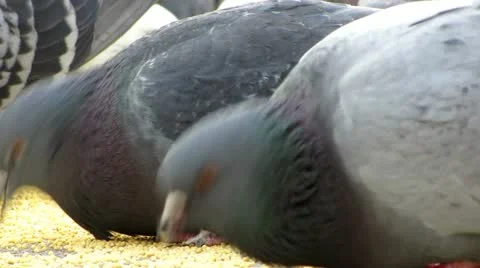Pigeons Stock-Footage 21272200
