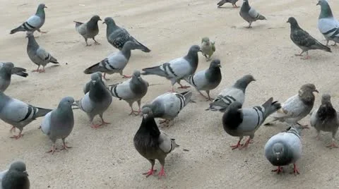 Pigeons Video stock 22200996