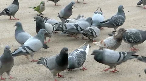 Pigeons Video stock 22206493