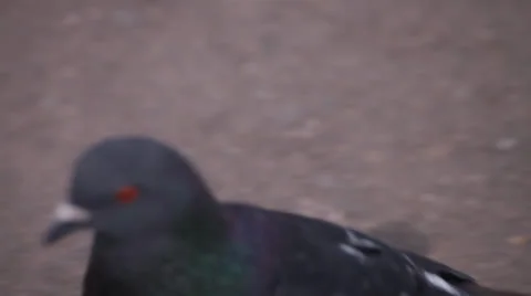 Pigeons Stock Footage 24699191
