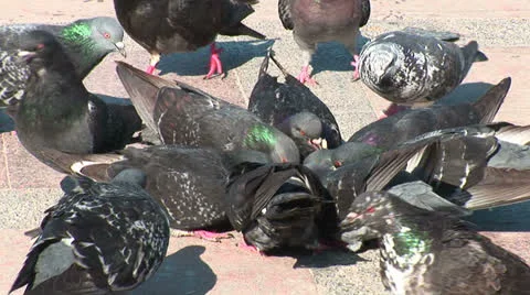 Pigeons. Stock Footage 27143108