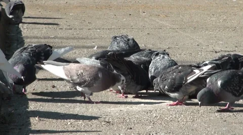 Pigeons 스톡 동영상 31028061