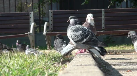 Pigeons Stock Footage 31029065