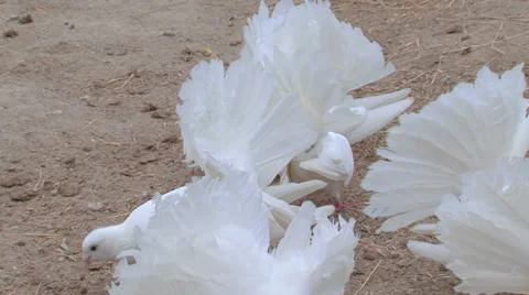 Pigeons Stock Footage 31768053