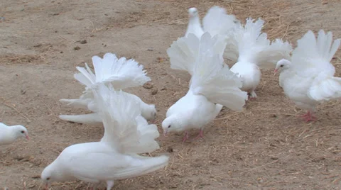 Pigeons Stock Footage 31813790