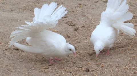 Pigeons Stock Footage 31814840