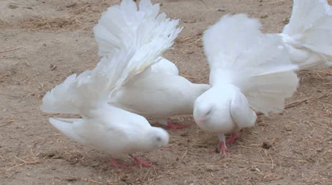 Pigeons Stock Footage 31815368