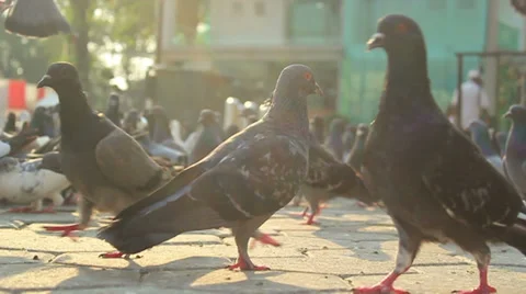 Pigeons Stock-Footage 37306811