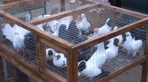 Pigeons Stock Footage 52882166