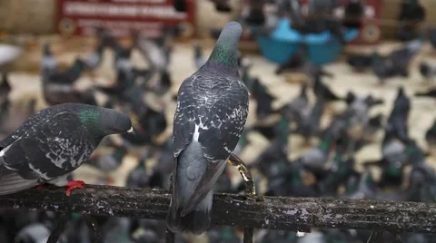 Pigeons Stock Footage 67967410