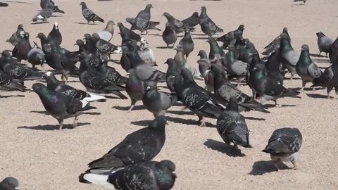 Pigeons Stock Footage 74397483
