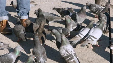 Pigeons Stock Footage 82246061