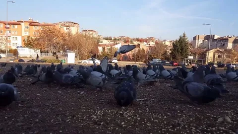 Pigeons Stock Footage 83876038