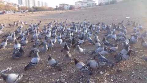 Pigeons Stock Footage 83876392