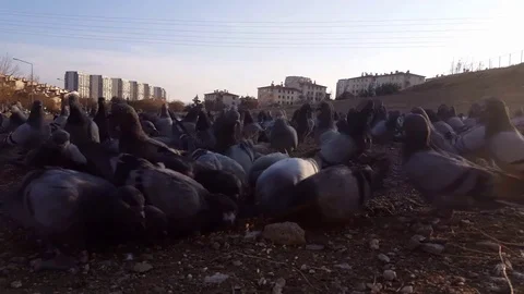 Pigeons Stock Footage 83876400