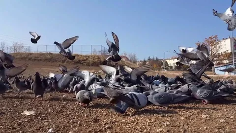 Pigeons Stock Footage 83876402