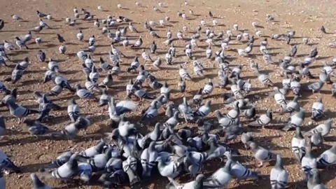 Pigeons Stock Footage 83876415