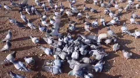 Pigeons Stock Footage 83876420