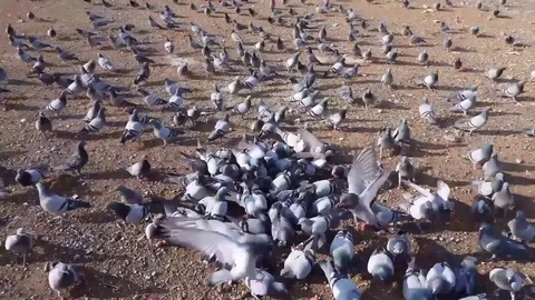 Pigeons Stock Footage 83876423