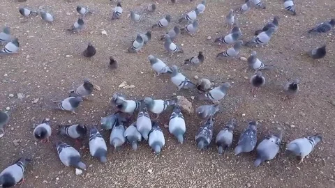 Pigeons Stock Footage 83876430