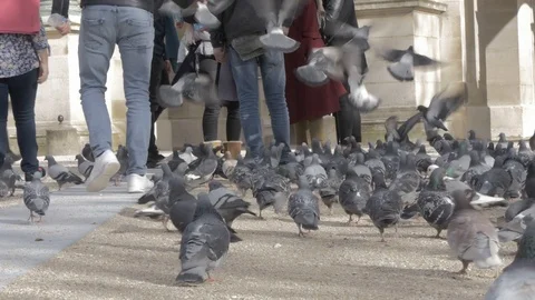 Pigeons 스톡 동영상 87345693