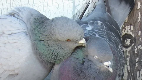 Pigeons Stock Footage 94333176