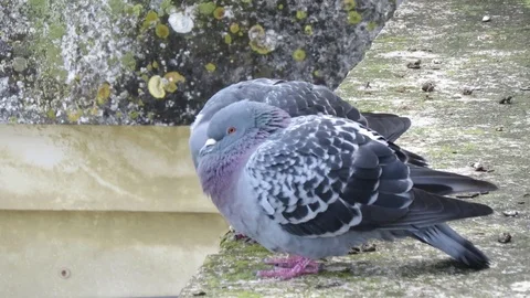 Pigeons Stock Footage 94728227