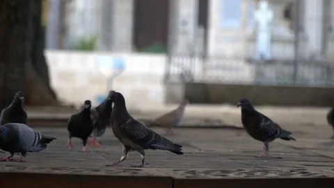 Pigeons Stockbeeldmateriaal 98307317