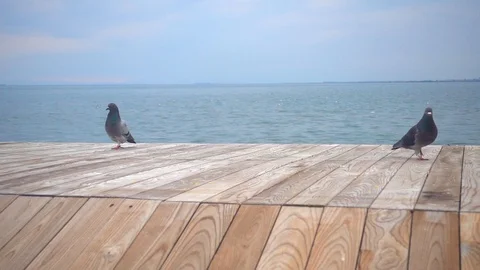 Pigeons Stock Footage 104698558