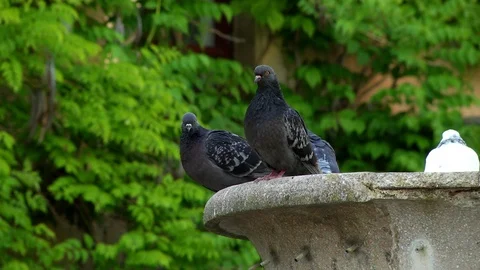 Pigeons Stock Footage 107396424