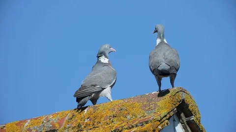 Pigeons Stock Footage 107996291