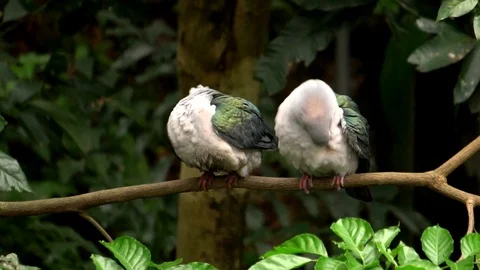 Pigeons Stockbeeldmateriaal 109069915