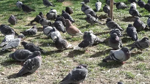Pigeons Stock Footage 112307402