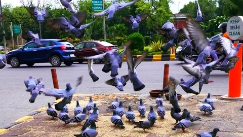 Pigeons Stock Footage 113000888