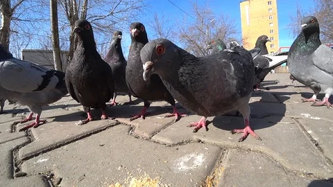 Pigeons Stock Footage 123203937