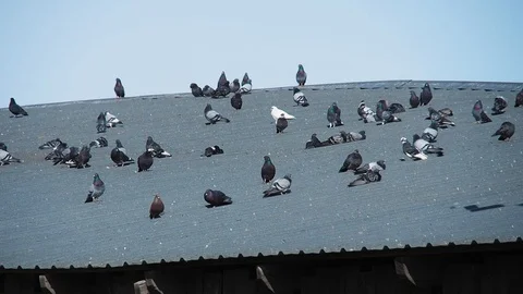 Pigeons Stock Footage 128993147