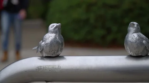 Pigeons 動画素材 130230636