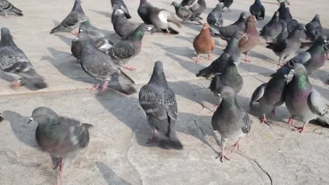 Pigeons Stockbeeldmateriaal 136461427