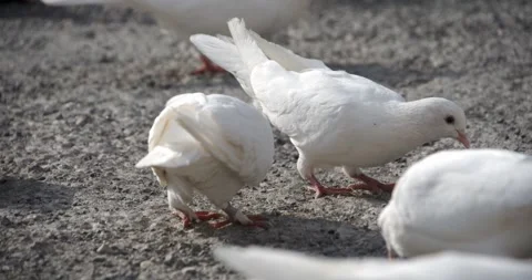 Pigeons Stock Footage 150752751