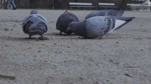 Pigeons Stock Footage 150973417