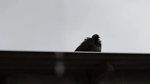 Pigeons Stock Footage 151323227