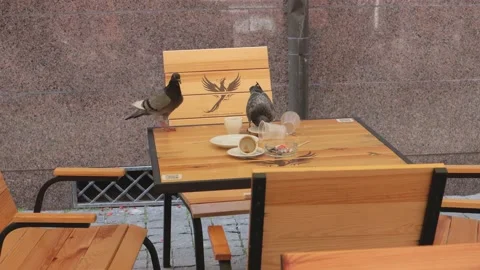 Pigeons Stock Footage 158232097