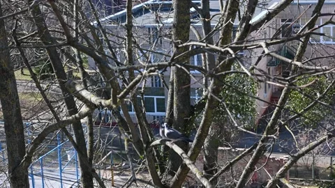 Pigeons Stock Footage 172528287