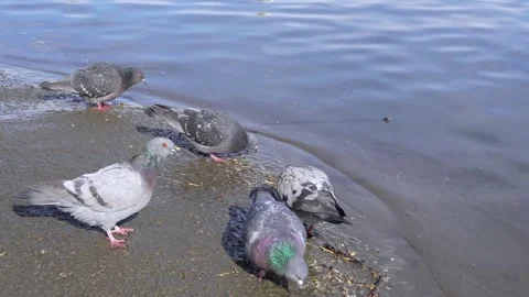 Pigeons Stock Footage 173122806